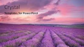  Presentation with lavender - Theme featuring meadow-of-lavender-nature-composition background and a coral colored foreground