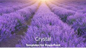  Presentation with lavender - Presentation theme with meadow-of-lavender-texture-nature background and a violet colored foreground