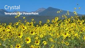  Presentation with sunflowers - Presentation design consisting of meadow-of-sunflowers-backed background and a teal colored foreground