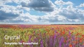  Presentation with poppy - Colorful slides enhanced with meadow-of-wheat-and-poppy backdrop and a coral colored foreground