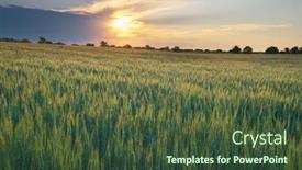  Presentation with morning sunrise - Colorful slide deck enhanced with meadow-of-wheat-at-morning backdrop and a tawny brown colored foreground