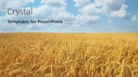 Presentation with wheat - Slide deck having meadow-of-wheat-nature-composition background and a light blue colored foreground