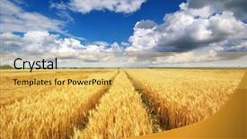  Presentation with meadow - Audience pleasing PPT theme consisting of meadow of wheat nature composition backdrop and a yellow colored foreground