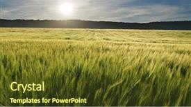  Presentation with wheat - Beautiful slides featuring meadow of wheat on sundown backdrop and a tawny brown colored foreground