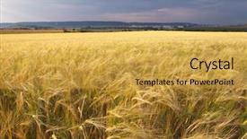  Presentation with meadow - Audience pleasing PPT theme consisting of meadow of wheat on sundown backdrop and a yellow colored foreground