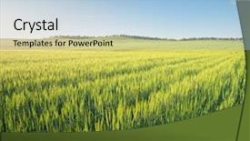  Presentation with meadow - PPT theme featuring meadow of wheat on sundown background and a light blue colored foreground