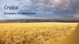  Presentation with wheat - Beautiful slide deck featuring meadow of wheat on sundown backdrop and a light blue colored foreground