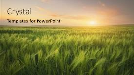 Presentation with meadow - Presentation theme enhanced with meadow-of-wheat-on-sundown background and a lemonade colored foreground