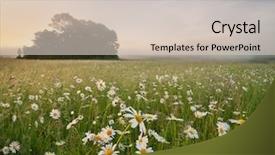  Presentation with daisy - Audience pleasing presentation design consisting of meadow on foggy morning nature backdrop and a soft green colored foreground