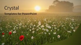  Presentation with nature meadow baby and child - Cool new presentation design with meadow on foggy morning nature backdrop and a yellow colored foreground