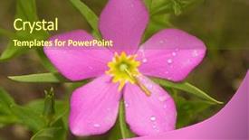  Presentation with texas - Slide set featuring meadow pink or texas star background and a tawny brown colored foreground