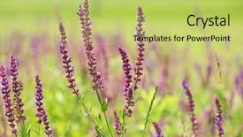  Presentation with summer flowers - Slides having meadow sage flowers on summer background and a  colored foreground