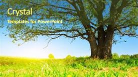 Presentation with oak tree - Beautiful presentation theme featuring meadow with big tree backdrop and a tawny brown colored foreground