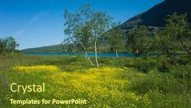  Presentation with summer flowers - Presentation theme consisting of meadow-with-blooming-small-yellow background and a tawny brown colored foreground