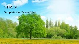  Presentation with meadow - Slide deck having meadow with dandelions spring landscape background and a arctic colored foreground