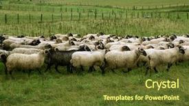  Presentation with sheep and goat - Colorful PPT theme enhanced with meadow with flock of sheep backdrop and a  colored foreground