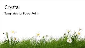  Presentation with meadow - Colorful presentation enhanced with meadow with grass and flower backdrop and a white colored foreground