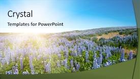  Presentation with iceland - Cool new presentation with meadows full of blooming nootka lupin lupinus nootkatensis under the snaefellsjokull glacier snaefellsnes peninsula iceland backdrop and a light blue colored foreground