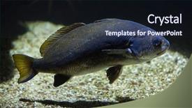  Presentation with atlantic - Colorful slides enhanced with meagre-argyrosomus-regius-also-known backdrop and a wine colored foreground