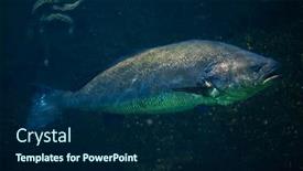 Presentation with atlantic - Audience pleasing PPT theme consisting of meagre-argyrosomus-regius-also-known backdrop and a navy blue colored foreground