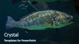  Presentation with atlantic - PPT theme with meagre-argyrosomus-regius-also-known background and a navy blue colored foreground