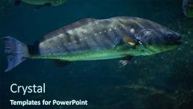  Presentation with atlantic - PPT theme consisting of meagre-argyrosomus-regius-also-known background and a navy blue colored foreground