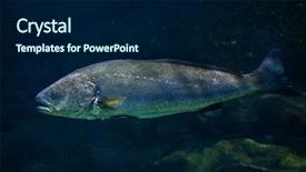  Presentation with atlantic - Amazing presentation theme having meagre-argyrosomus-regius-also-known backdrop and a navy blue colored foreground