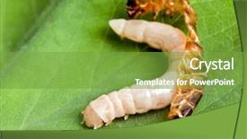  Presentation with worm - Cool new theme with mealworm or worm reborn backdrop and a seafoam green colored foreground
