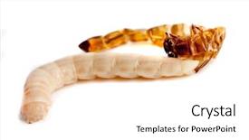  Presentation with worm - Colorful PPT theme enhanced with watercolor paint cubes with brushes and spilled paint on brown paper background backdrop and a coral colored foreground