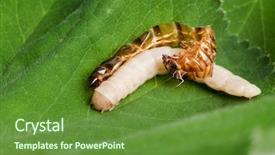  Presentation with worm - PPT layouts consisting of mealworm or worm reborn background and a tawny brown colored foreground