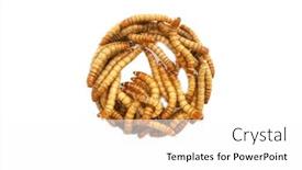  Presentation with pets - PPT theme with mealworms-are-the-larval-form background and a white colored foreground