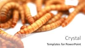  Presentation with pets - Presentation design consisting of mealworms-are-the-larval-form background and a white colored foreground