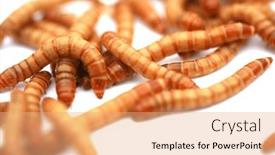  Presentation with pets - PPT layouts consisting of mealworms-are-the-larval-form background and a coral colored foreground