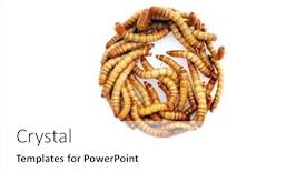  Presentation with pets - Slide set having mealworms-are-the-larval-form background and a white colored foreground