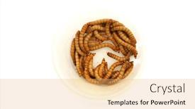  Presentation with pets - Presentation having mealworms-are-the-larval-form background and a yellow colored foreground