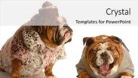  Presentation with bullying - PPT theme having mean dogs - bulldog bullying - bulldog laughing background and a light gray colored foreground