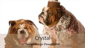  Presentation with bullying - Slide deck consisting of mean dogs - bulldog bullying - english bulldog background and a coral colored foreground