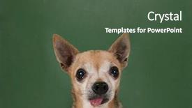  Presentation with dog boarding - Theme having mean dogs - dog in front background and a ocean colored foreground