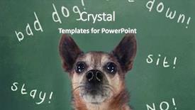  Presentation with dog poop scoop - Cool new presentation theme with mean dogs - dog in front backdrop and a ocean colored foreground