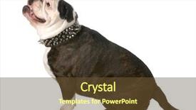  Presentation with dog templqtes - PPT theme with mean dogs - dog wearing collar - dog background and a  colored foreground