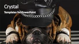  Presentation with english bulldog - Presentation featuring mean dogs - english bulldog wearing black leather background and a dark gray colored foreground