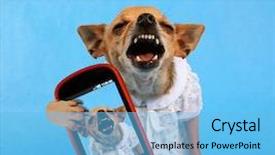  Presentation with mean - Amazing slides having mean dogs - tiny laughing chihuahua dressed up backdrop and a light blue colored foreground