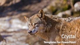  Presentation with wolf - Presentation with positive attitude - people joining their hands background and a forest green colored foreground