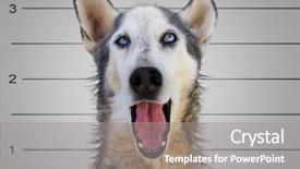  Presentation with adolescent poster - Theme with measurement height - dog in front background and a gray colored foreground