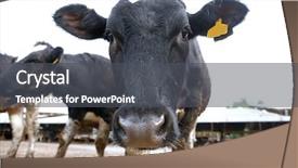  Presentation with dairy farm - Beautiful theme featuring meat dairy breed cows backdrop and a dark gray colored foreground