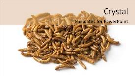  Presentation with meat - Presentation enhanced with meat meat alternatives - dried mealworms isolated background and a yellow colored foreground
