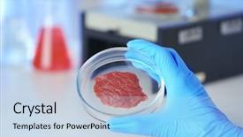  Presentation with petri dish - Amazing PPT layouts having meat sample at laboratory backdrop and a light blue colored foreground