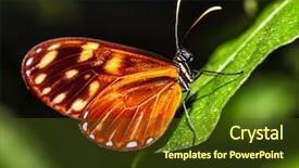  Presentation with orange butterfly - Beautiful theme featuring mechanical spring - picture of orange-spotted tiger clearwing backdrop and a tawny brown colored foreground
