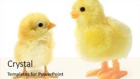  Presentation with chicks - Beautiful presentation theme featuring mechanical spring - two chicks one real other backdrop and a blonde colored foreground