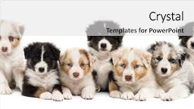 Presentation with australian - Cool new PPT layouts with media theme - front view of australian shepherd backdrop and a light gray colored foreground